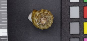 Media type: image;   Malacology 53965 Description: Image of dry shell, protoconch view. Photographed for a researcher request.;  Aspect: Protoconch